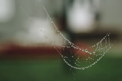 Close-up of water drops on spider web