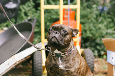 Close-up of dog