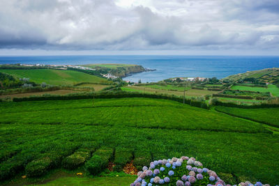 Scenic view of tea fields and sea against sky