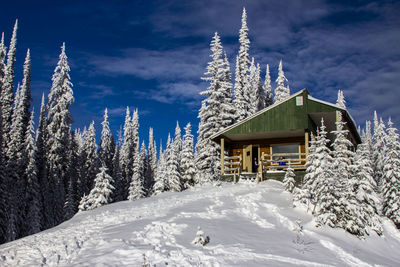 Snow covered trees by building against sky