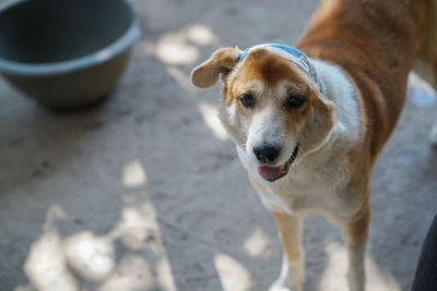High angle view portrait of dog outdoors