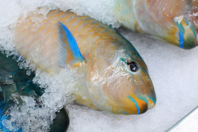 Close-up of dead fishes on crushed ice for sale in market