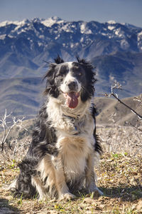 Dog sitting on field