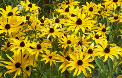 Yellow flowers blooming on field