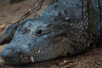 Close-up of crocodile in zoo