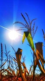 Low angle view of plants against blue sky