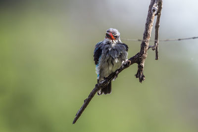 Bird perching on twig