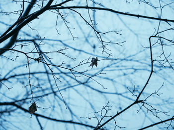 Low angle view of bird perching on branch