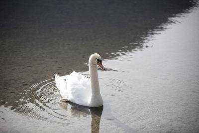 Swan swimming in lake