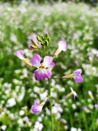 Close-up of pink flowering plant