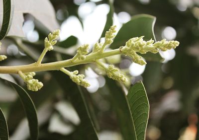 Close-up of flowers blooming outdoors