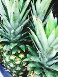 Close-up of aloe vera plant