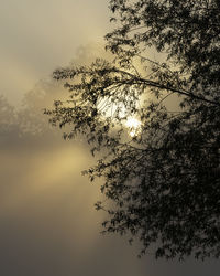 Low angle view of silhouette tree against sky