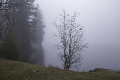 Scenic view of bare trees in forest against sky