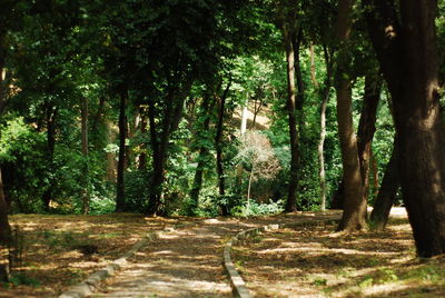 Trees in forest