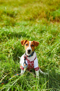 Cute puppy jack russell terrier- a patriot of ukraine