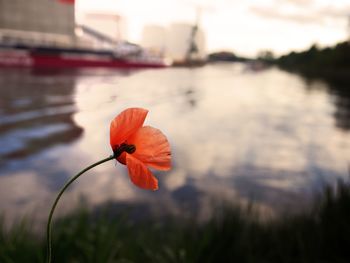 Close-up of poppy flower against lake