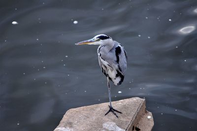 High angle view of gray heron perching on lake