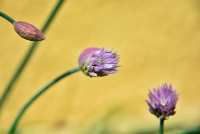 Close-up of purple flowering plant