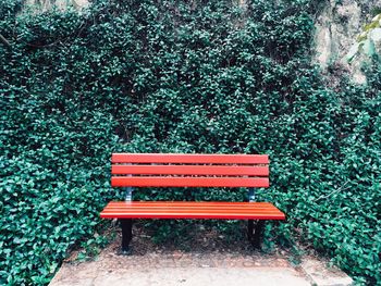 Empty park bench against ivy