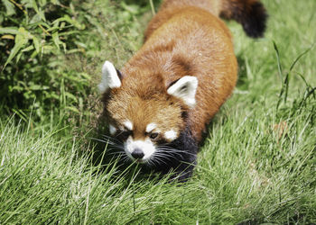 Portrait of red panda on land