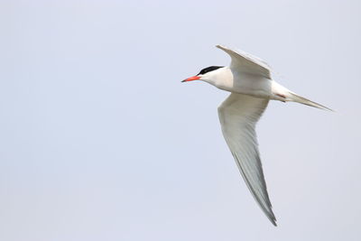 Close-up of bird flying against clear sky