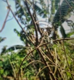 Close-up of grass on tree