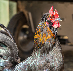 Close up low level view of male rooster cockerel showing black and gold feathers  red crown and eye