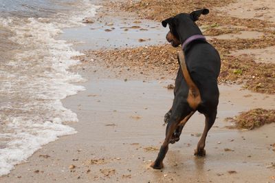 Dog standing on beach