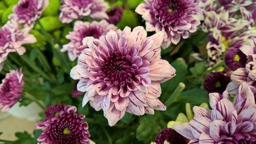 Close-up of pink flowers