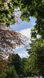 Low angle view of flowering plants against sky