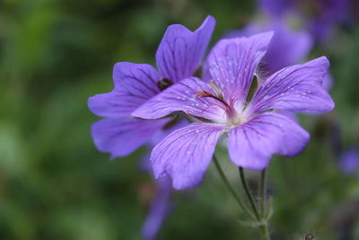 Close-up of pink flowers