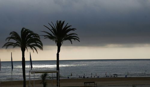 Palm trees on beach against sky