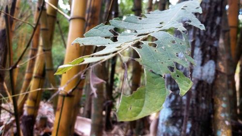 Close-up of leaves growing on land