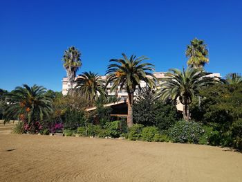 Palm trees against clear blue sky