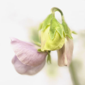 Close-up of pink flower