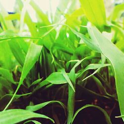 Close-up of green leaves