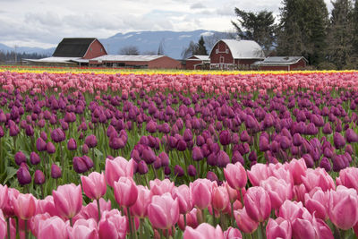 View of pink flowers on field