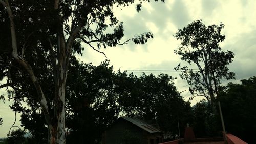 Low angle view of trees against cloudy sky