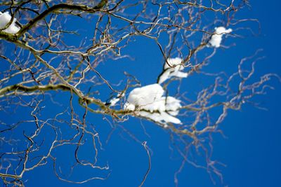 Low angle view of bare trees against blue sky