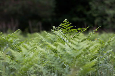 Close-up of fern leaves on field