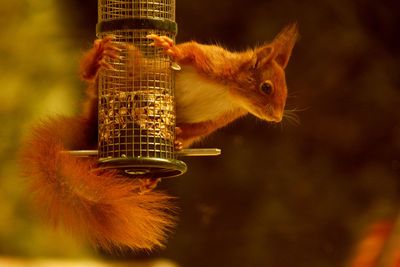 Close-up of squirrel on bird feeder