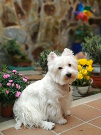 Portrait of white dog