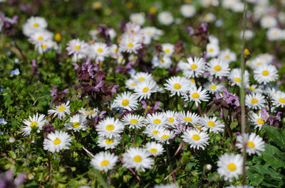 Close-up of white daisy flowers in field