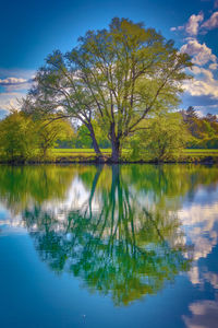 Scenic view of lake by trees against sky