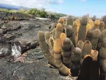 Close-up of cactus on field against sky