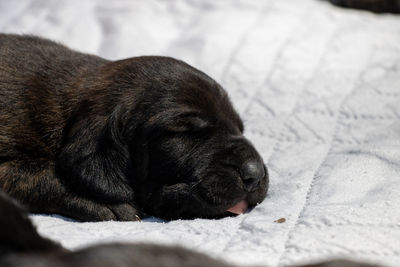 Close-up of a dog sleeping on bed