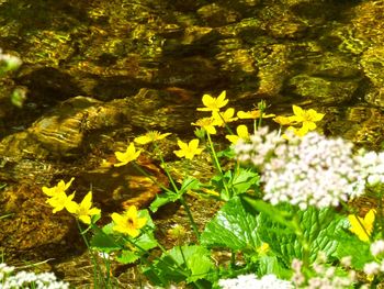 Close-up of yellow flowers