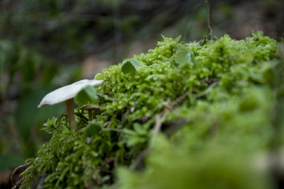 A big mushroom protecting a small one in their habitat