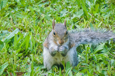 Squirrel on field